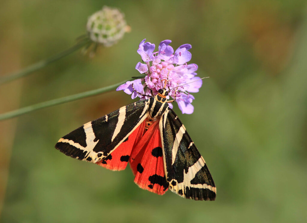 Jersey Tiger butterfly in Butterfly Valley